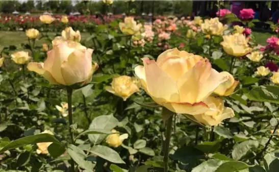 玫瑰月季和月季有区别吗,玫瑰月季如何区别品种图解