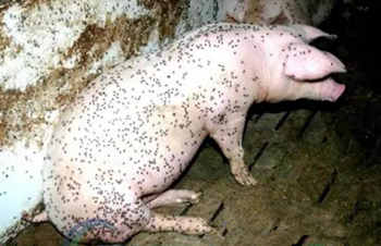 养猪场使用灭蚊蝇的药,灭蚊蝇药猪误食了会怎么样