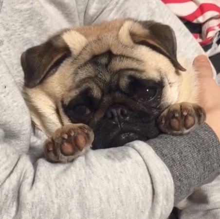 萌狗笑声配音搞笑,萌狗打喷嚏