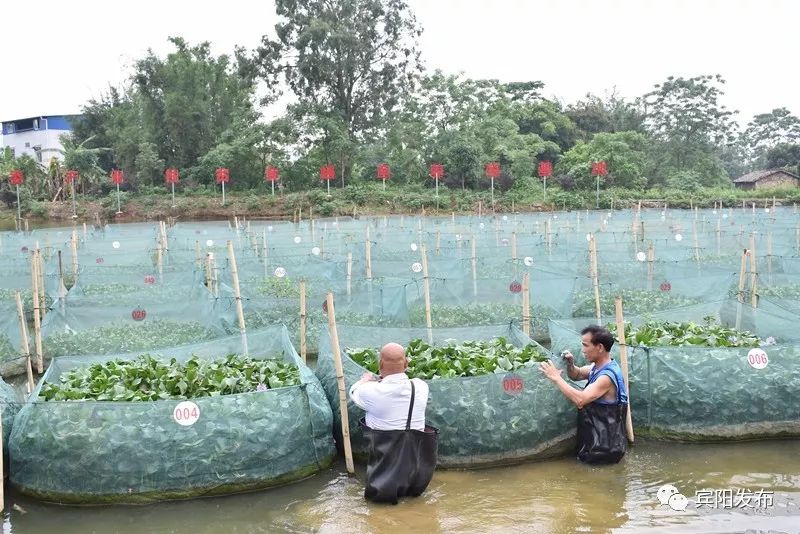 水产养殖大户带动村民致富,水产养殖基地增收