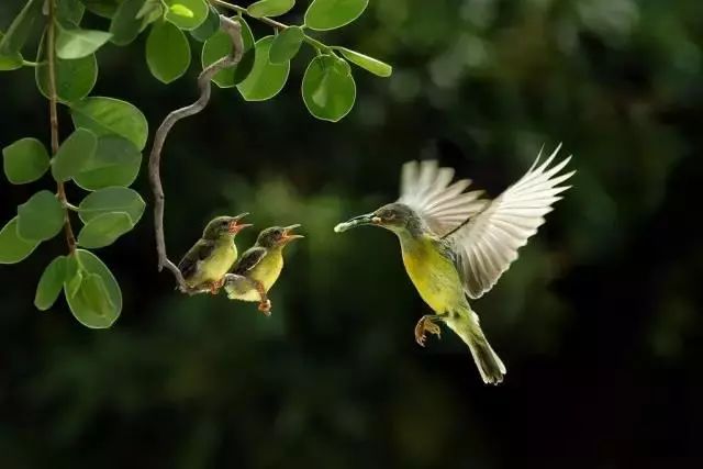 青梅时节的诗词,写梅子的诗句
