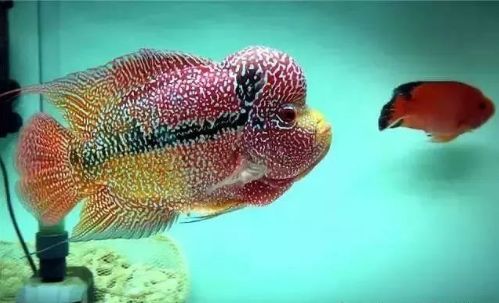 罗汉鱼鱼苗喂养知识大全,如何将多条小罗汉鱼在一个缸饲养