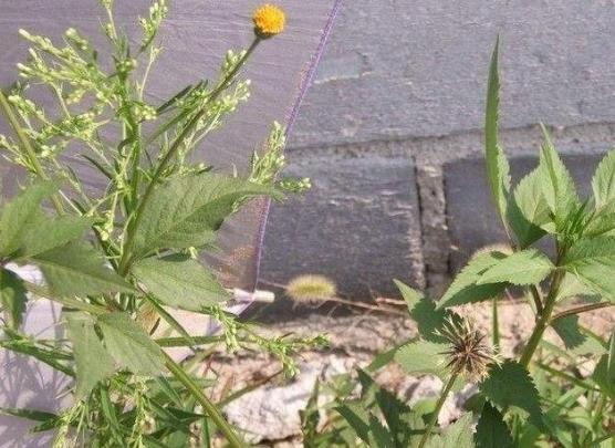 农村到处有的鬼针草,农村鬼针草