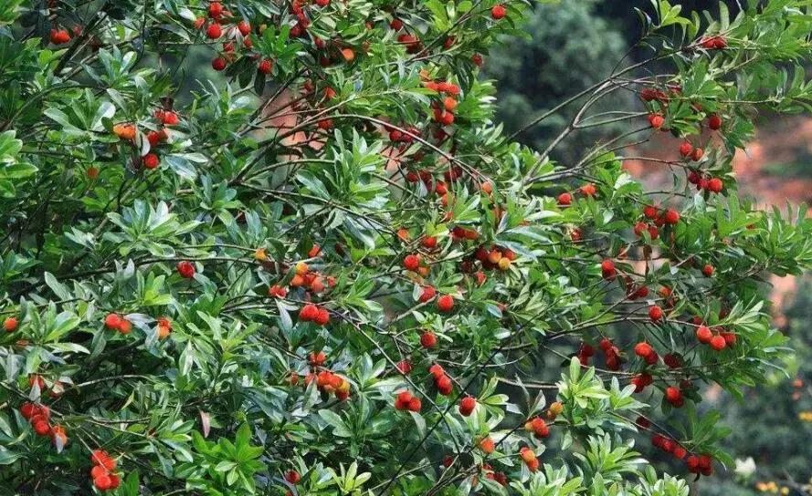 怀化又有3个特产被国家保护