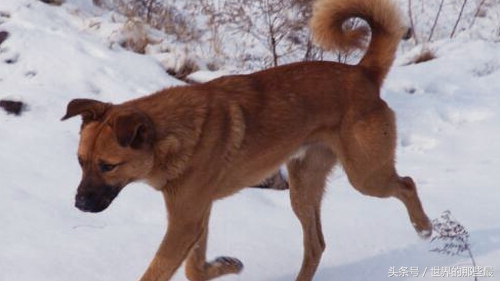 全球十大猛犬排名藏獒只能排第5,十大猛犬藏獒都不是对手