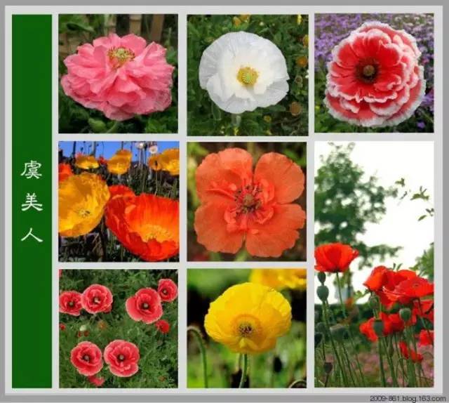 最全花品种,史上最简单的十种花