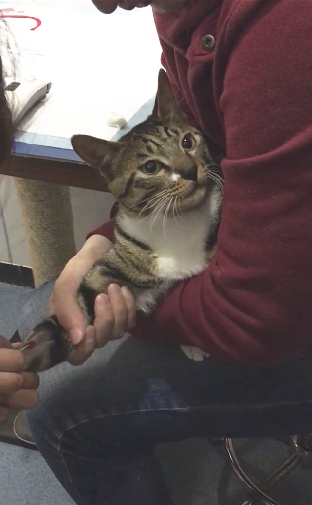 猫咪打滞留针,猫咪有滞留针怎么再打针进去