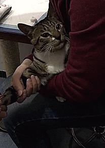 猫咪打滞留针,猫咪有滞留针怎么再打针进去