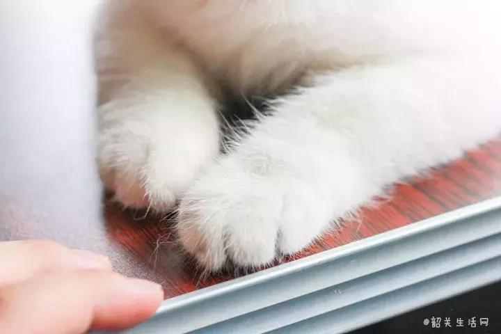 喂！妖妖灵吗？韶关这条巷子内有人聚众吸猫！已经有人沦陷了……