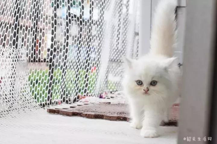 喂！妖妖灵吗？韶关这条巷子内有人聚众吸猫！已经有人沦陷了……