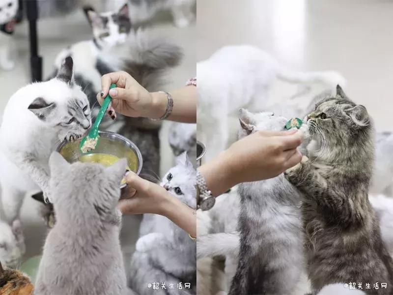 喂！妖妖灵吗？韶关这条巷子内有人聚众吸猫！已经有人沦陷了……