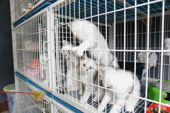 喂！妖妖灵吗？韶关这条巷子内有人聚众吸猫！已经有人沦陷了……