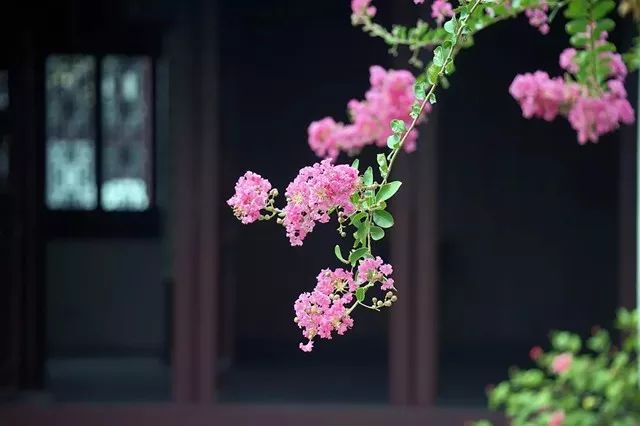 青梅时节的诗词,写梅子的诗句