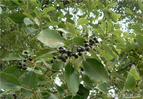 农村这种虫子有100多条腿你见过吗,农村最常见的毛毛虫