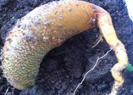 怎么种榴莲盆栽,榴莲核能种出榴莲树吗