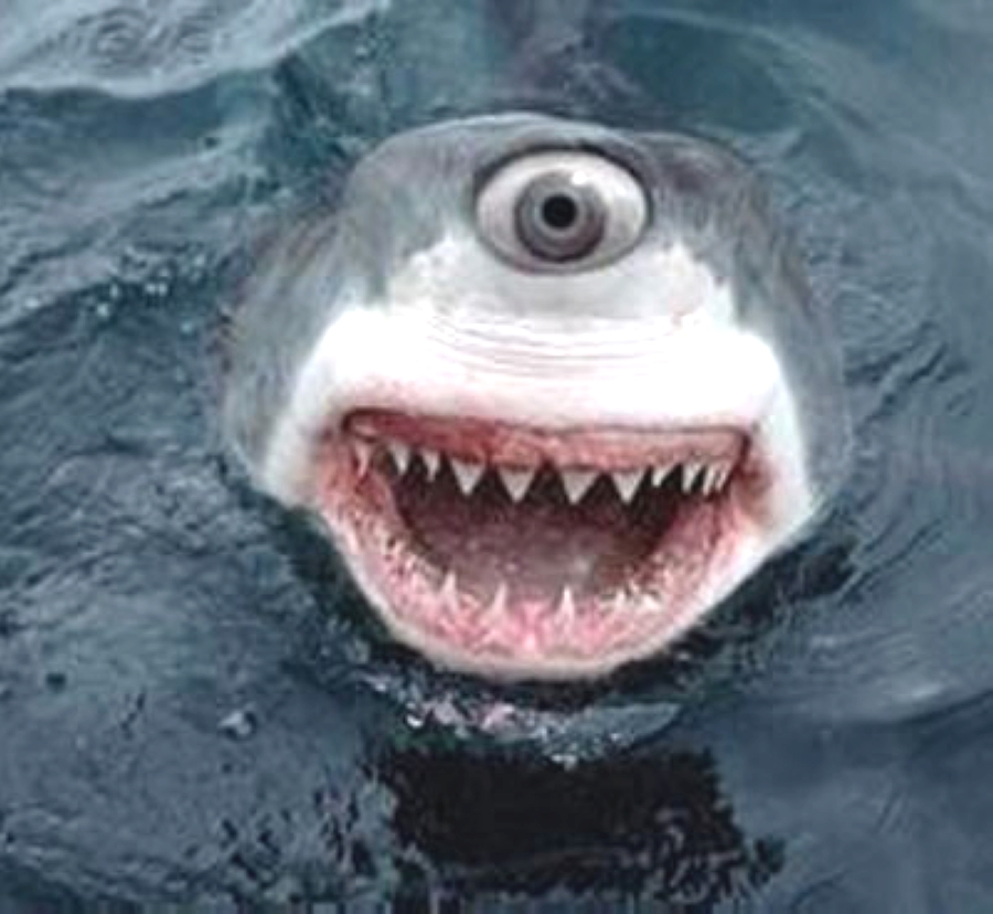 出现独眼鱼的原因,独眼鲨鱼为什么会出现残疾缺陷