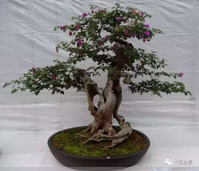 一本双杆式映山红盆景,一本双杆黄杨盆景制作全过程