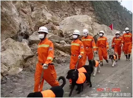 2008年汶川大地震功勋犬,汶川地震搜救犬沈虎的功勋