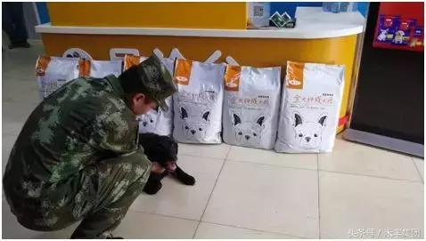 2008年汶川大地震功勋犬,汶川地震搜救犬沈虎的功勋