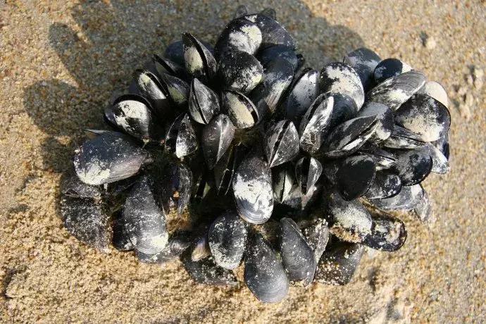 挖蛤蜊青岛好去处,青岛金沙滩赶海抓螃蟹的地方