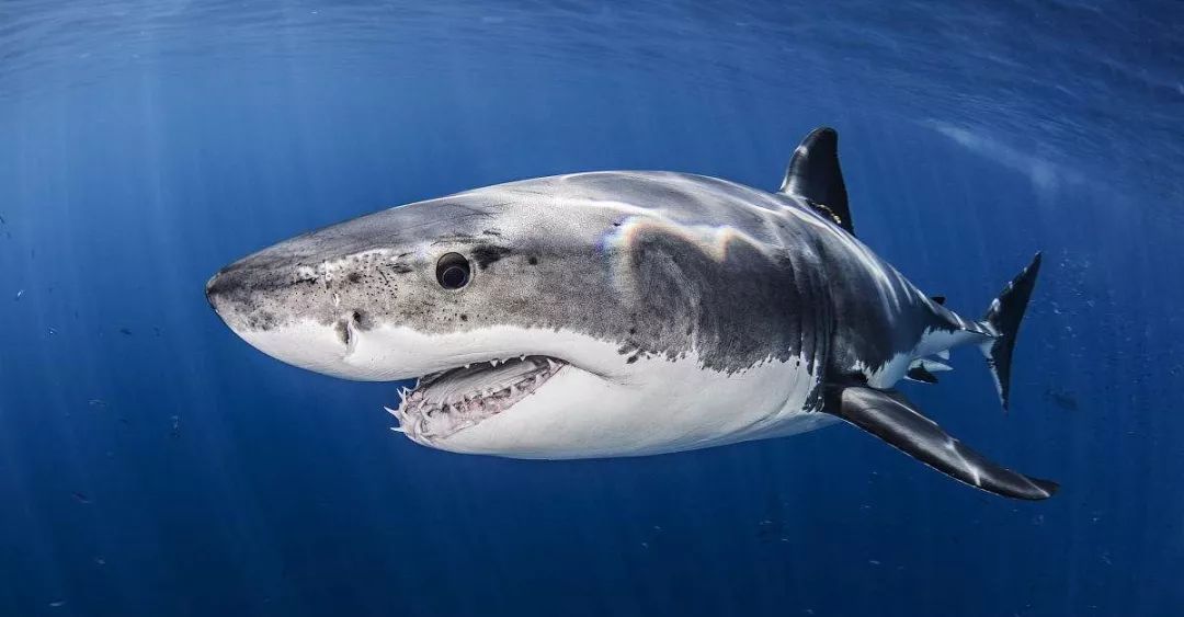 鸟和人类基因相似度多少,鸟和猫的智商哪个高