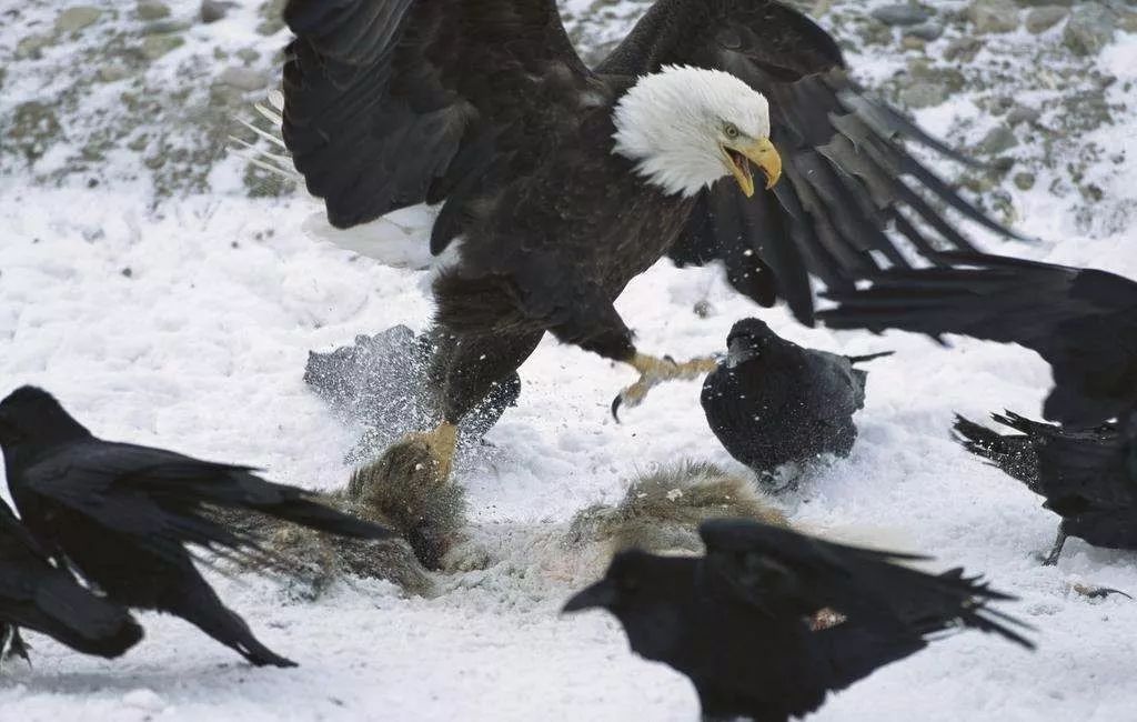 鸟与豚，高智商动物群像