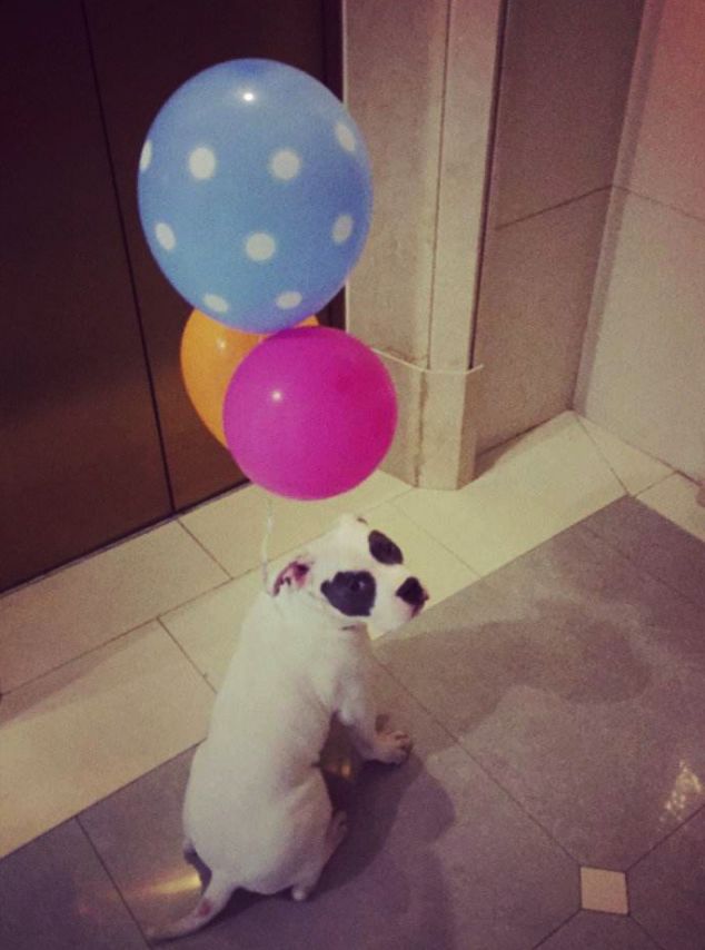 狗狗与气球的友谊,狗狗与气球的故事