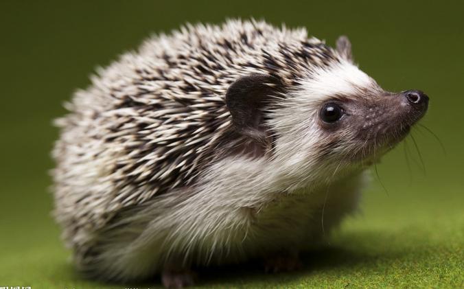 好养的迷你宠物推荐,推荐最好养的迷你宠物