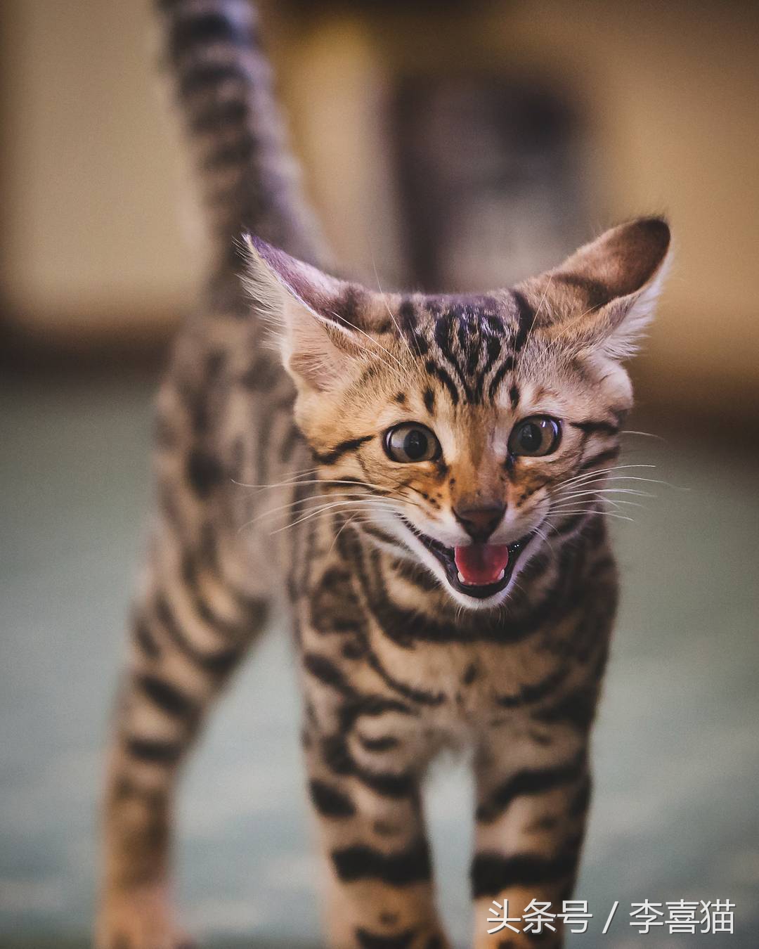 霸气漂亮的孟加拉豹猫,高智商的孟加拉豹猫