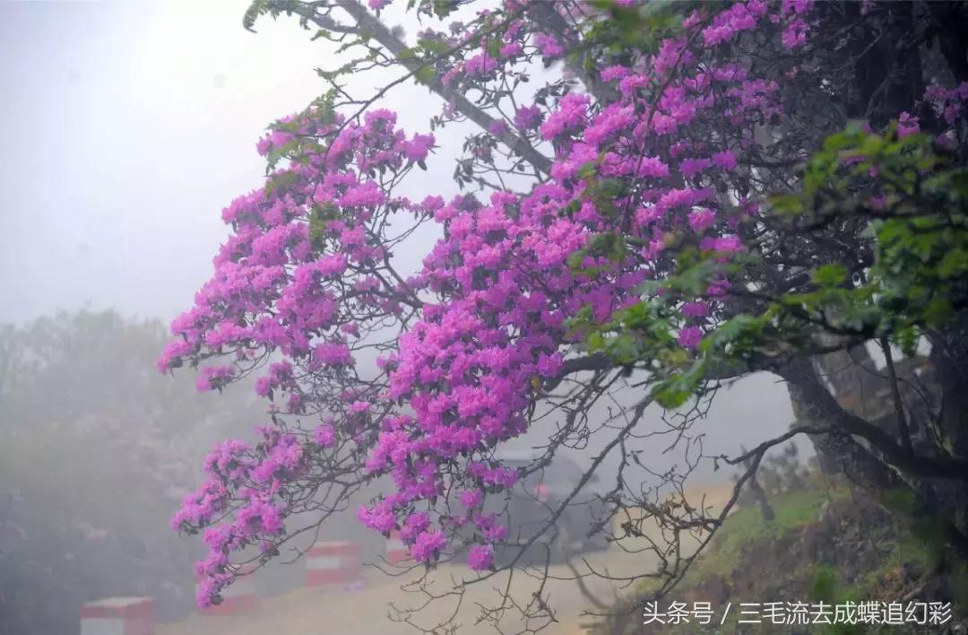 大理5月有什么玩的吃的,五月中旬大理适合旅游吗