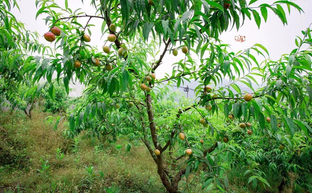 黄金桃采摘节等你来,油桃采摘节到来