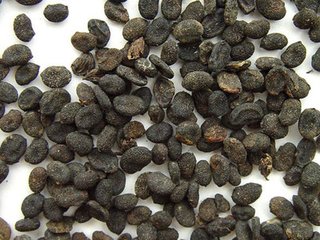 100个好听到爆的中药名,补肾常用中药100名和图片