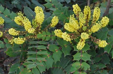 易读错中药名看看你认识几种,16种中药命名