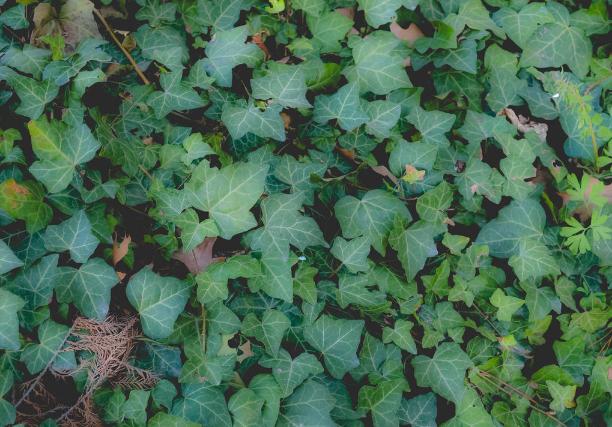 家里有孩子可以养什么花样的植物,什么花适合有宝宝的家庭养