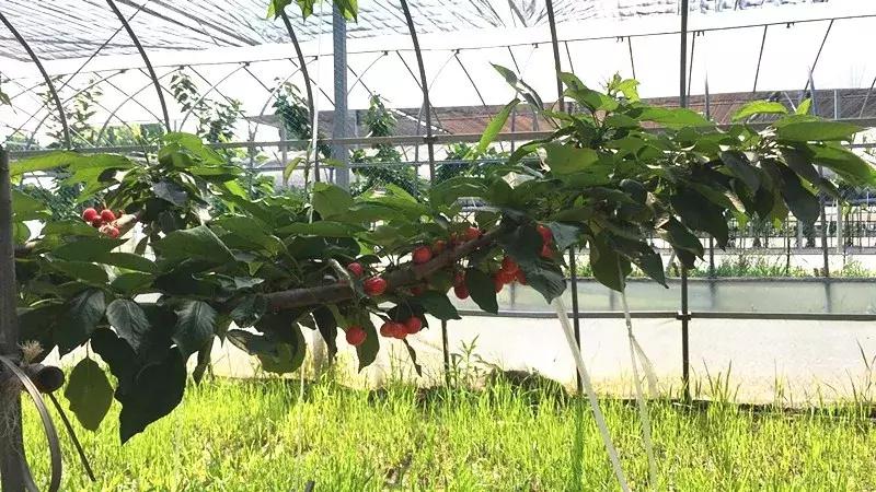 车厘子在国内何时上市,车厘子浙江种出来会结果吗