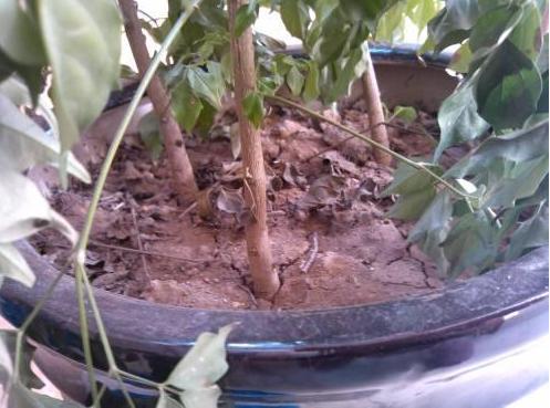 绿植浇了水还是枯萎了,绿植怎么浇水不会死