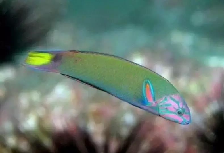 fot海水观赏鱼,fot鱼品种