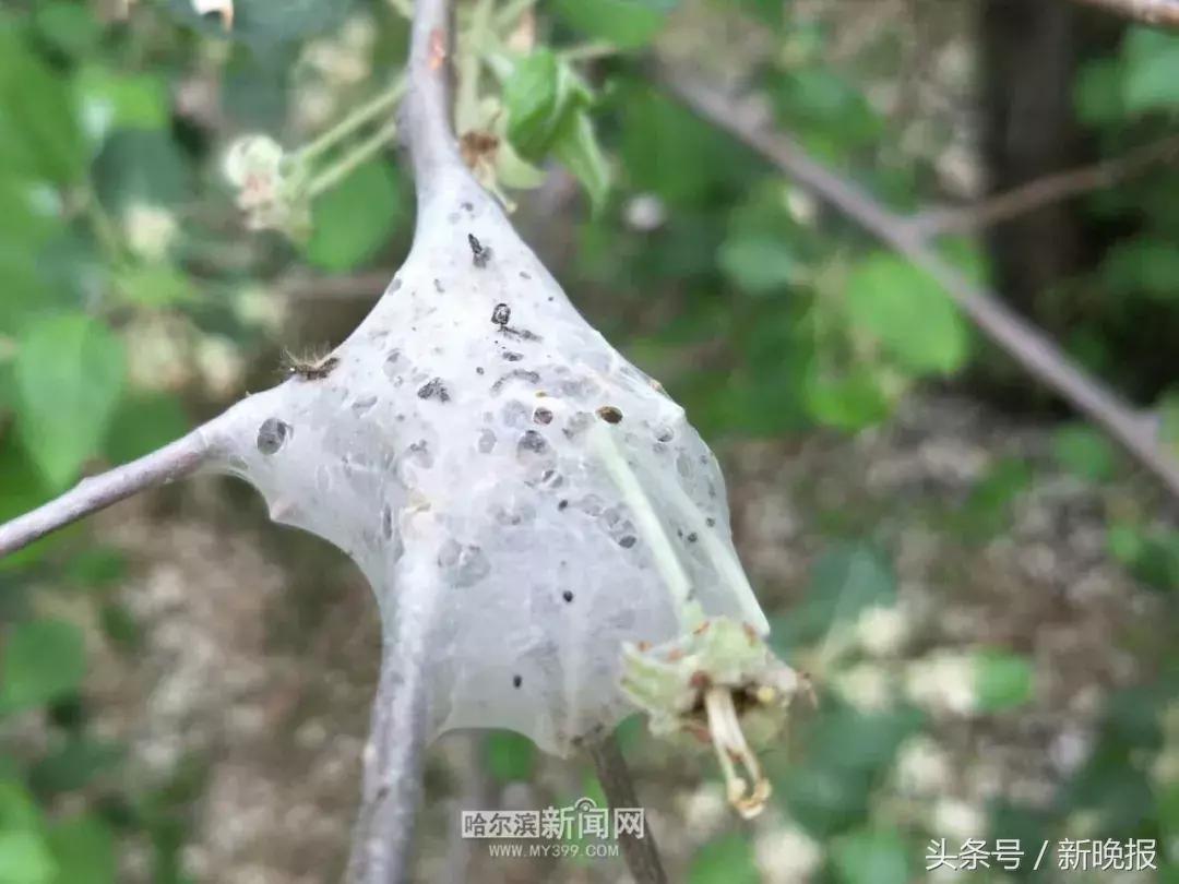 发现虫子该打哪个电话,发现虫子及时打药