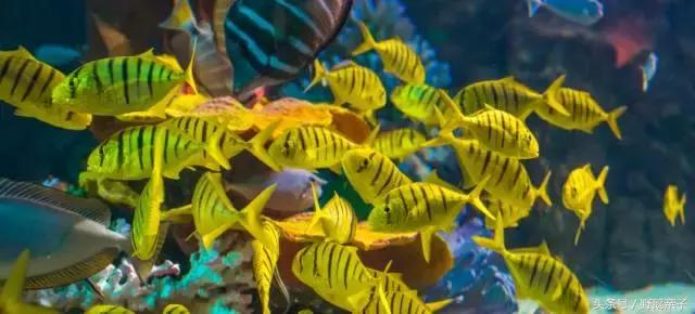 太平洋海底世界带孩子游玩,亲子游海洋世界打卡