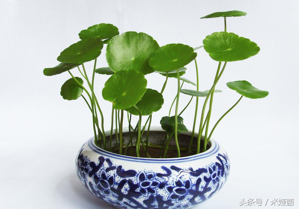 绿植浇水的正确方法,绿植浇水的过程和步骤