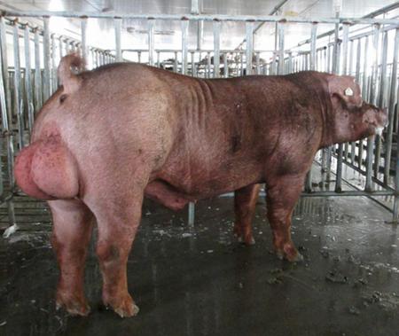 如何提高种公猪的生产性能,新绛公猪热应激防治方法