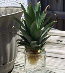 菠萝和火龙果树长什么样,火龙果树照片