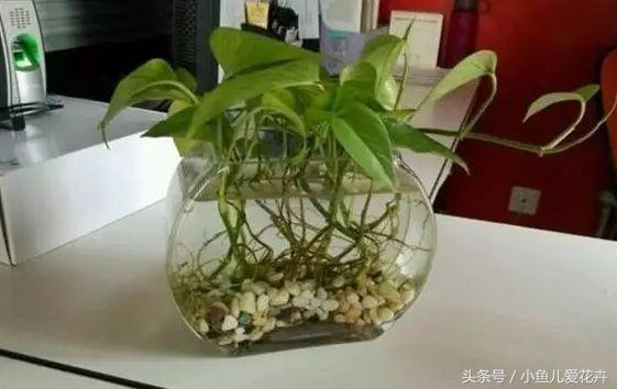 水培绿萝怎么养才能更旺盛不黄叶,水培绿萝怎么养才能更旺盛小妙招