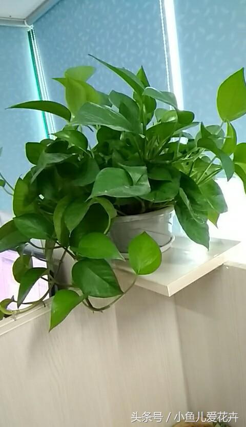水培绿萝怎么养才能更旺盛不黄叶,水培绿萝怎么养才能更旺盛小妙招