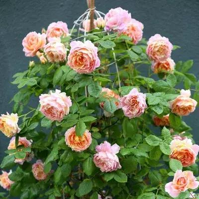 月季玫瑰蔷薇有哪些区别,月季玫瑰蔷薇三者有何区别