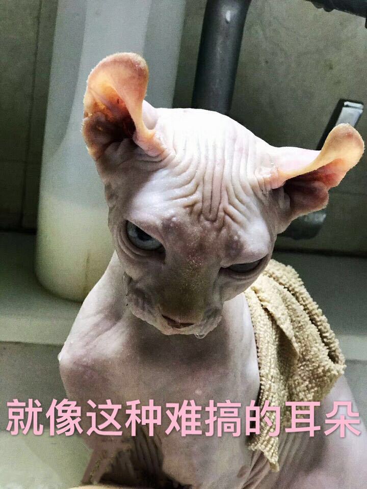 斯芬克斯无毛猫的日常护理与清洁
