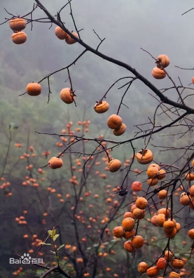 文化大咖栖身黄麻坳