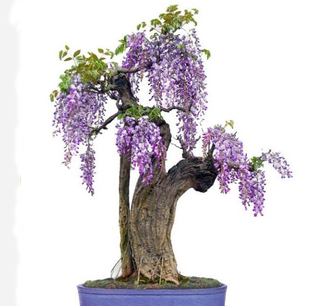 紫藤盆景的养殖方法和注意事项,紫藤盆景怎么养护和管理方法