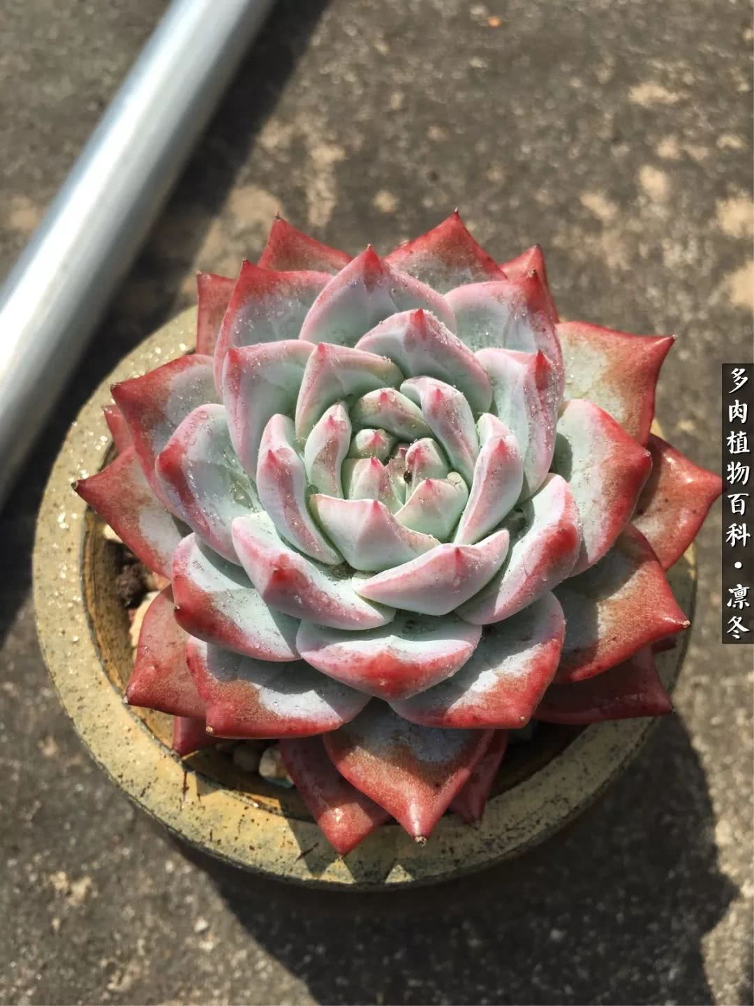 一入装修深似海从此钱包是路人,一入花坑深似海从此钱包成路人