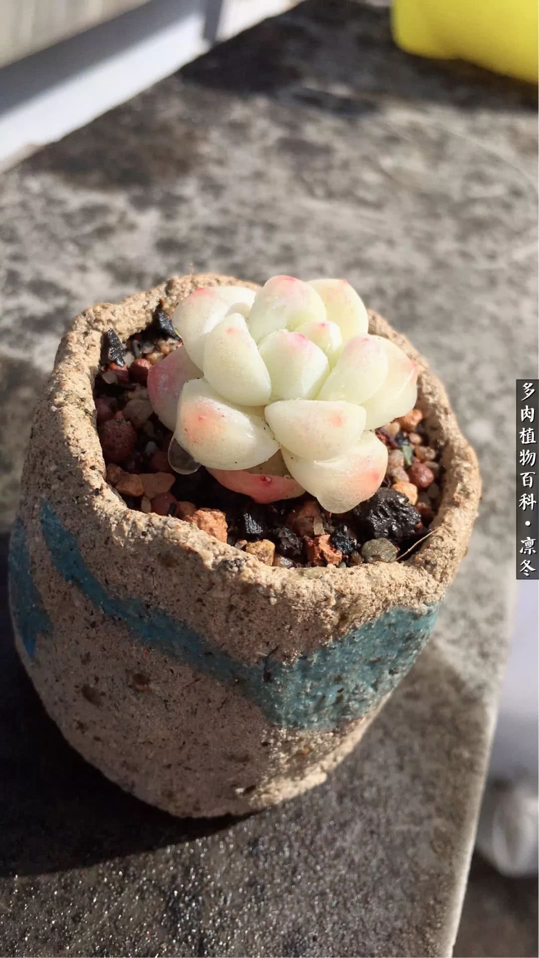 一入装修深似海从此钱包是路人,一入花坑深似海从此钱包成路人